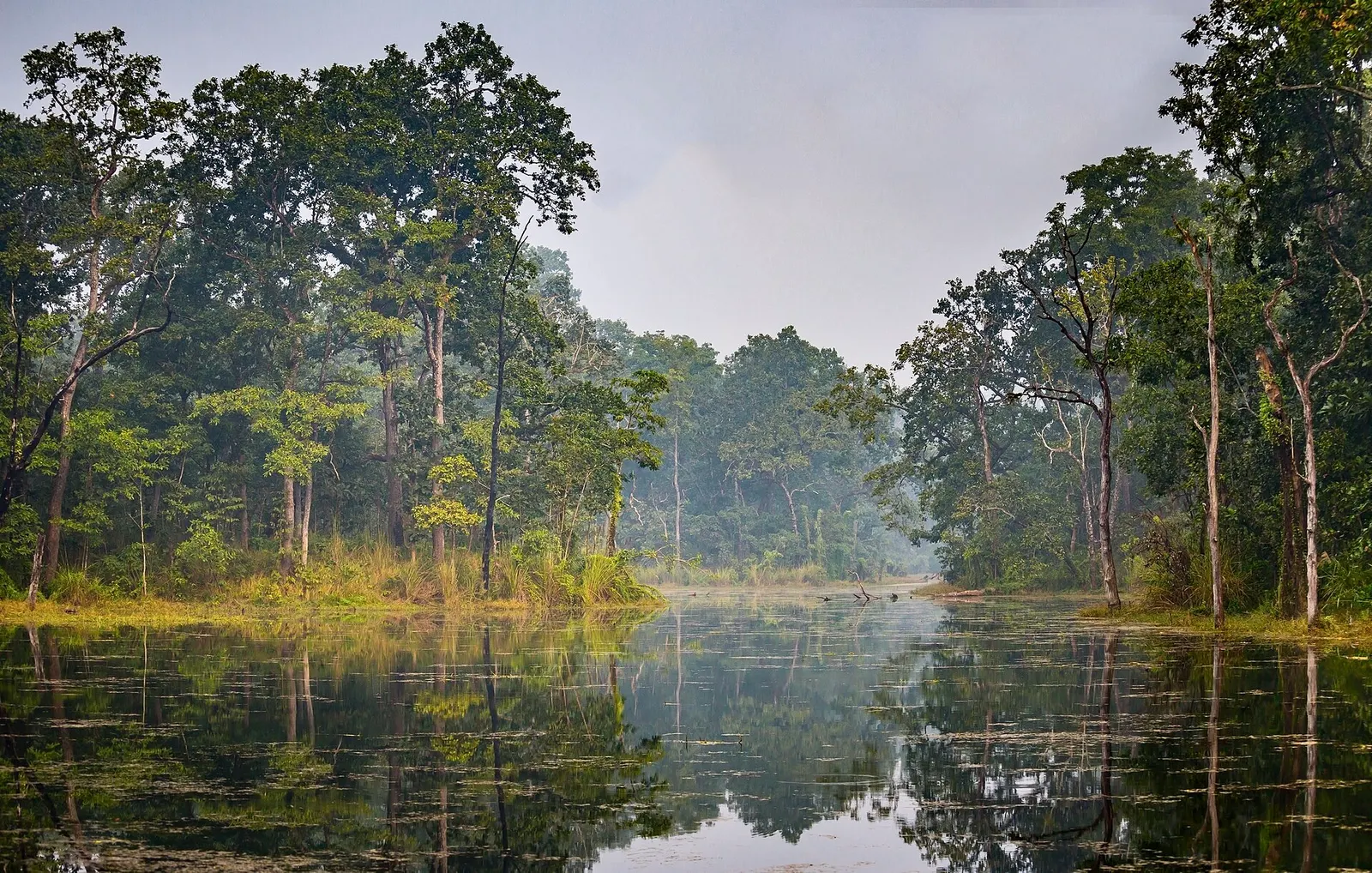A swampy pool inside the jungle of Chitwan National Park.