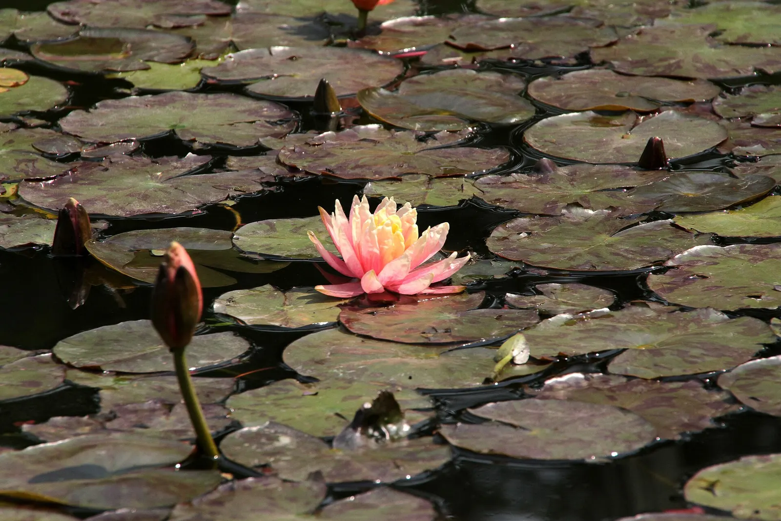 A lily pond and neo-classical pavilion in the Garden of Dreams, Kathmandu.