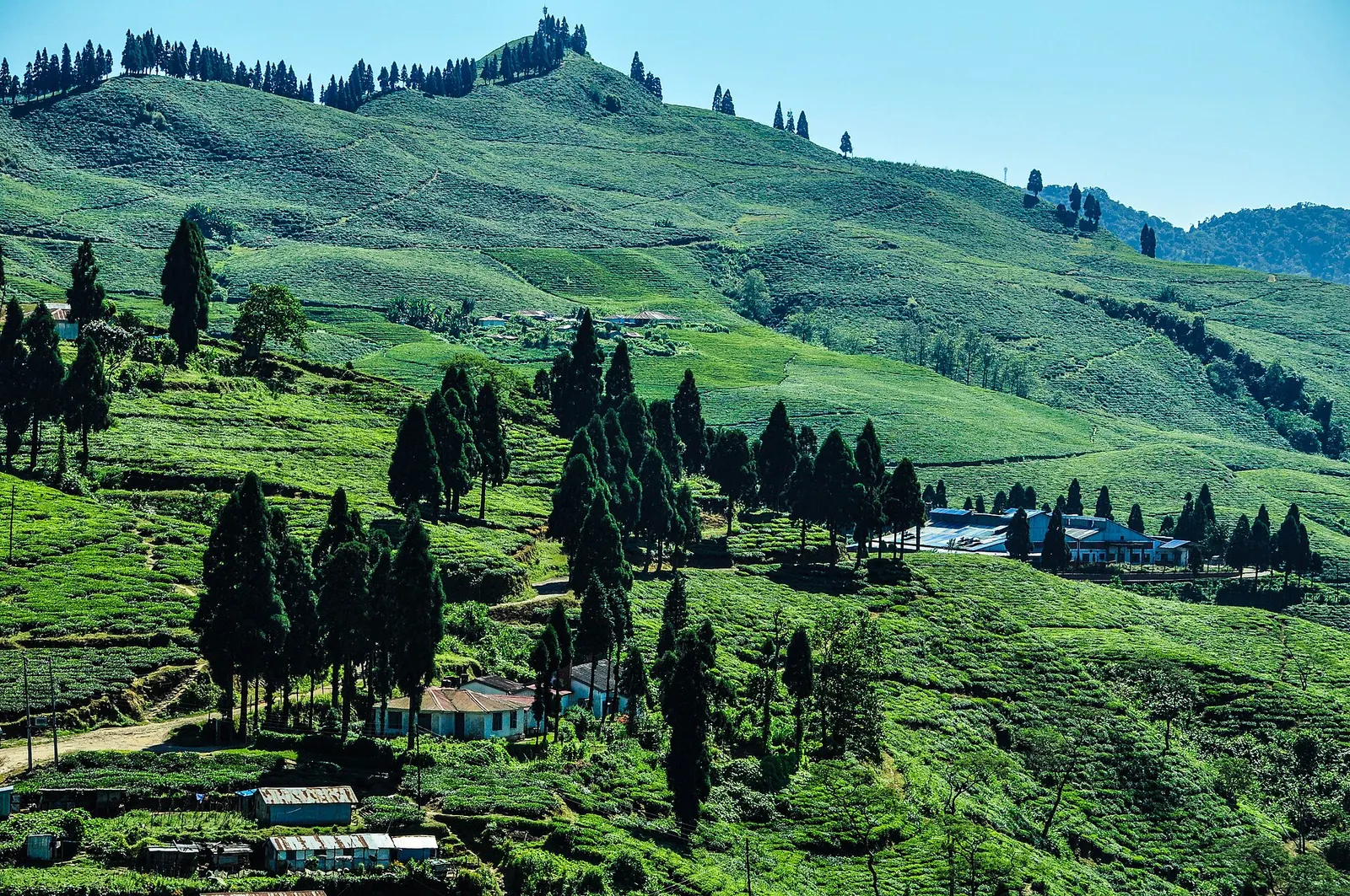Rolling green tea gardens dotted with tall dark trees on the hills of Kanyam, Ilam