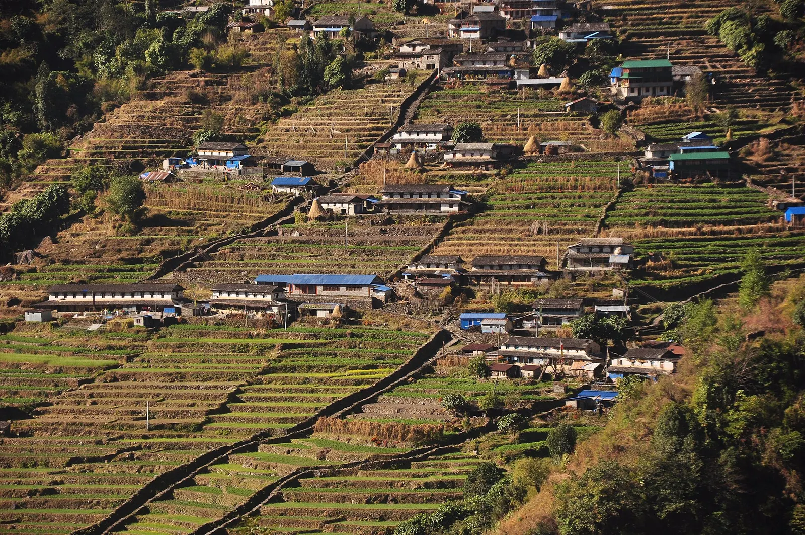 Chhomrong village spread across a steep hillside, seen from Lower Sinuwa across the valley.