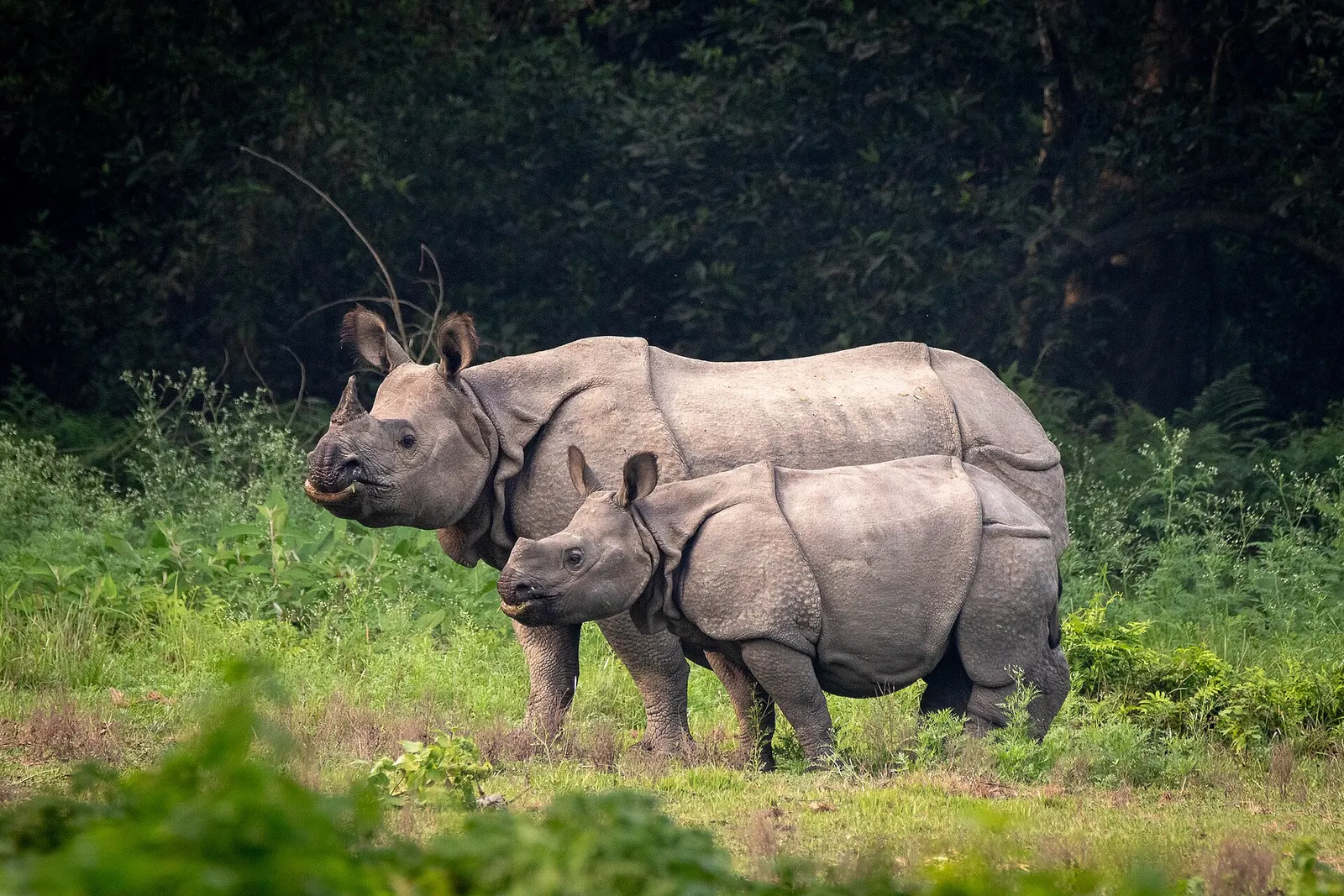 A greater one-horned rhinoceros mother and calf in the grassland of Chitwan National Park.