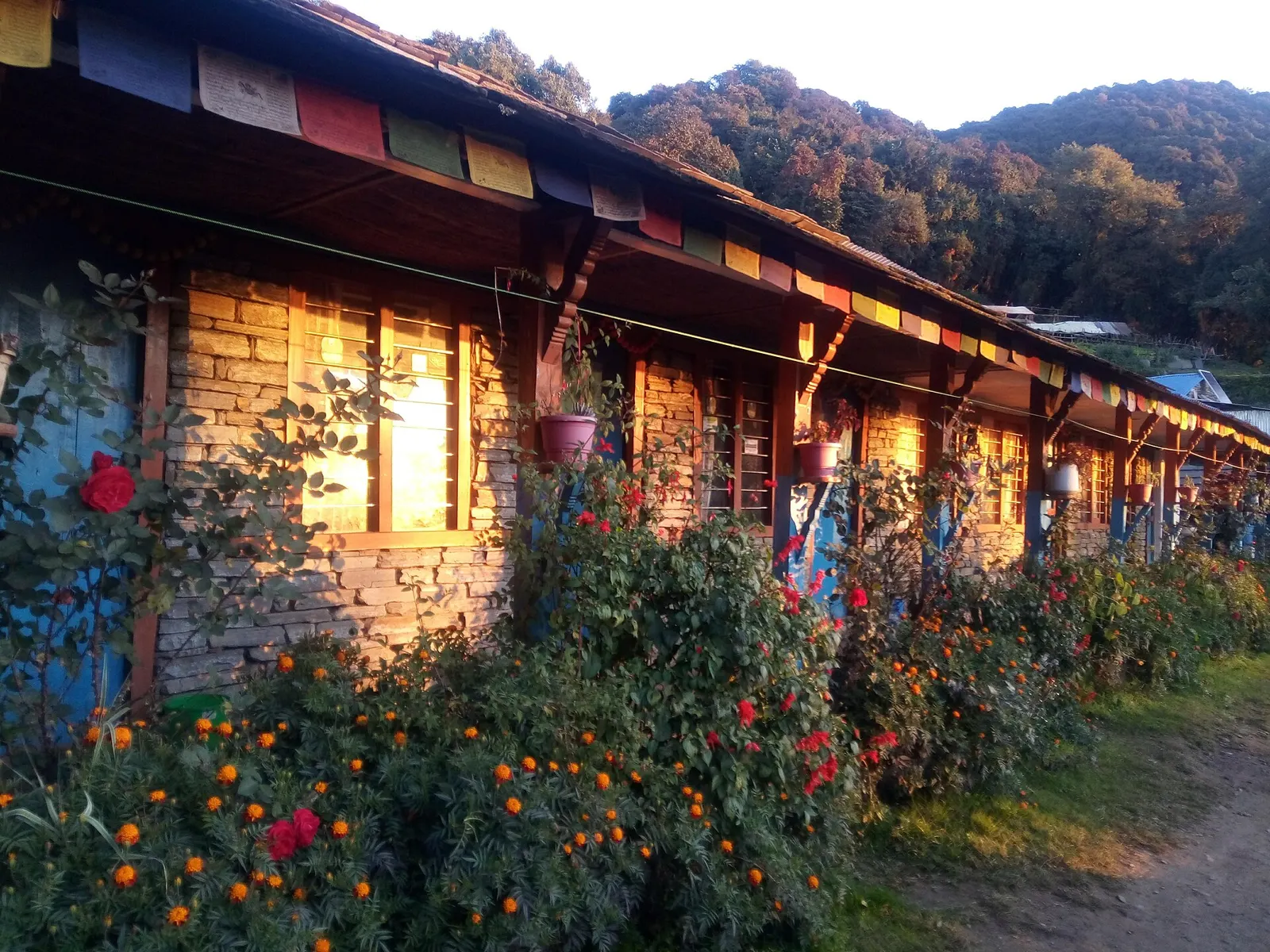 A stone trekking lodge with prayer flags and flower beds at Forest Camp, with forested hills behind in evening light.