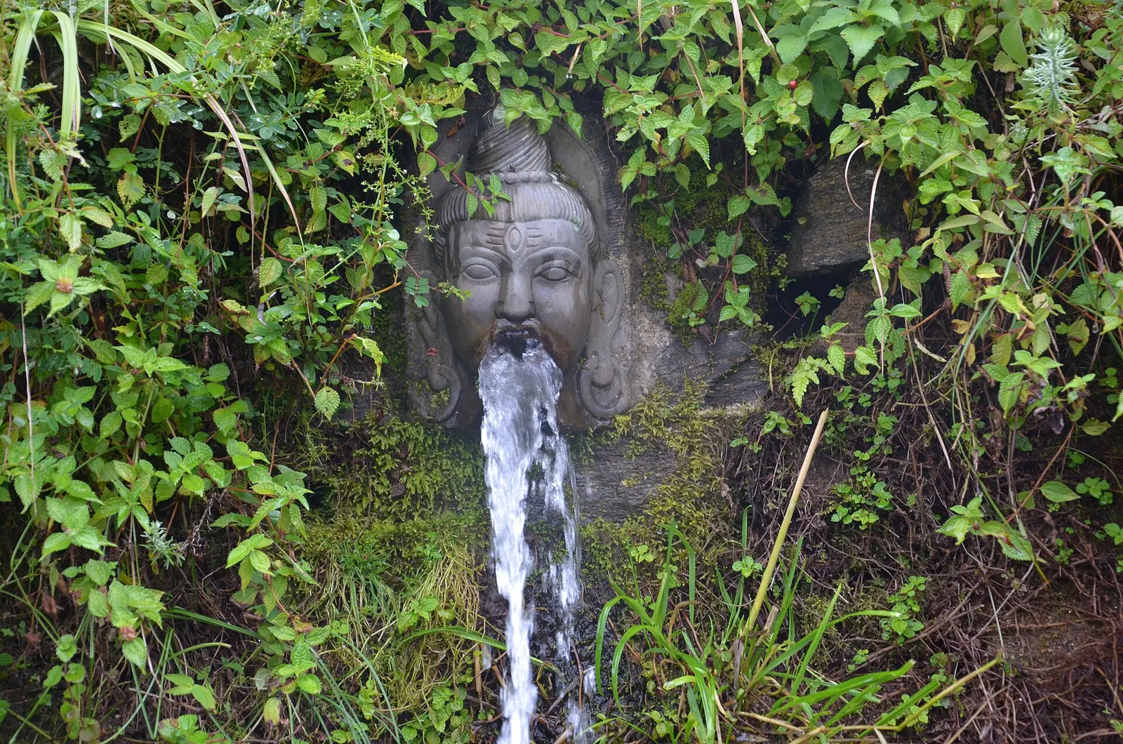 Forest trail near Baghdwar in Shivapuri Nagarjun National Park.