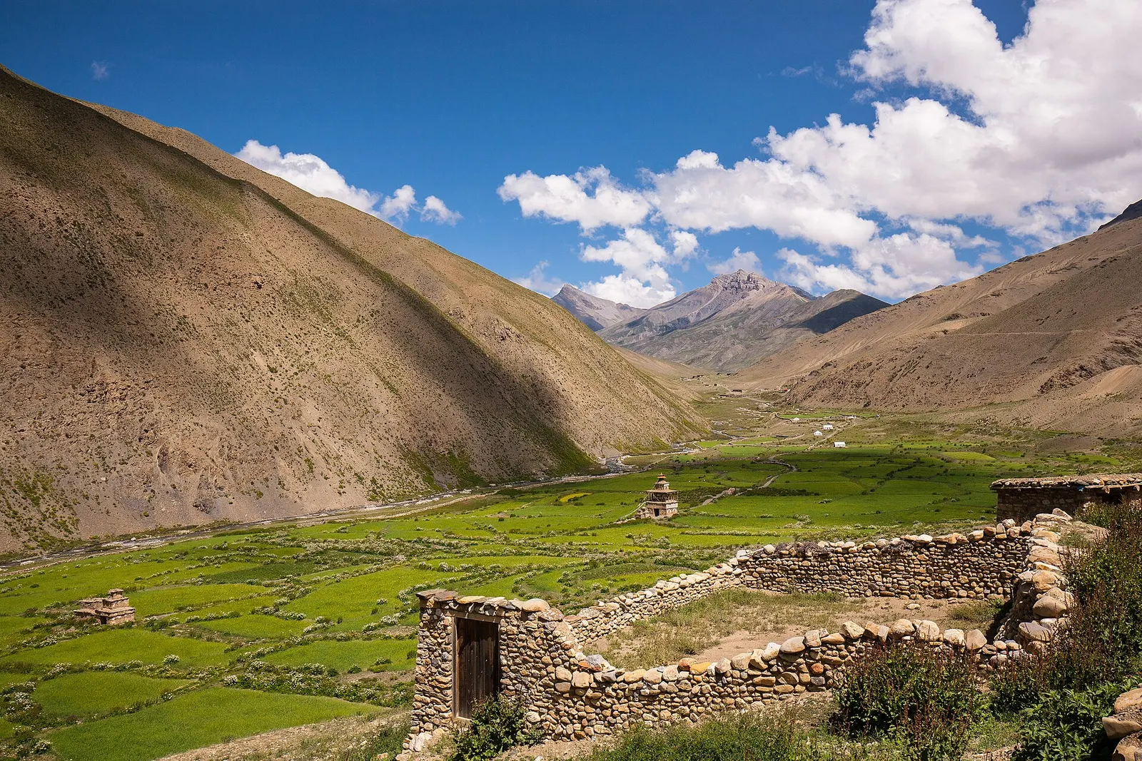 Green barley fields and stone walls with a small chorten in the Tarap valley, between bare brown hills.