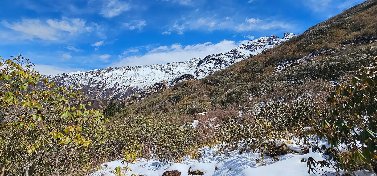 Rhododendron shrubs and patches of snow on a slope below snow peaks on the way to Khopra Danda.