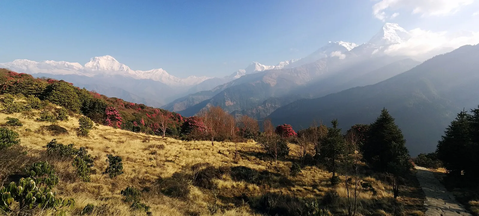 Wide morning panorama from Poon Hill across rhododendron-dotted grassland to the Dhaulagiri and Annapurna ranges